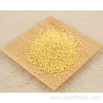 Yellow Proso Millet